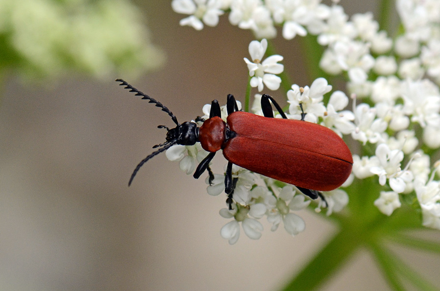 Pyrrhidium sanguineum ? No, Pyrochroa coccinea